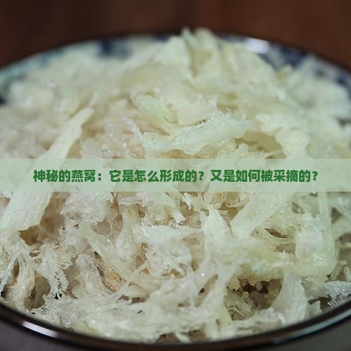 神秘的燕窝：它是怎么形成的？又是如何被采摘的？