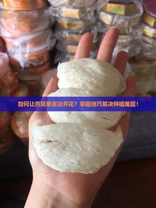 如何让燕窝果成功开花？掌握技巧解决种植难题！