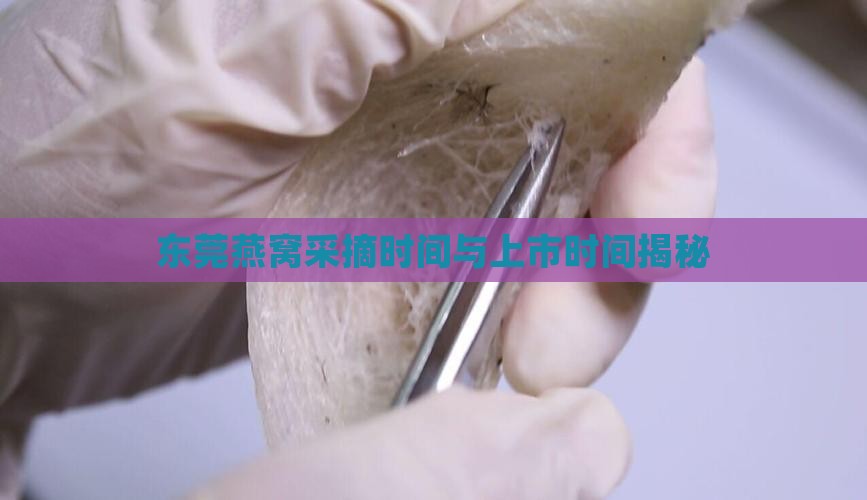 东莞燕窝多久成熟上市的