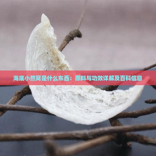 海底小燕窝是什么东西