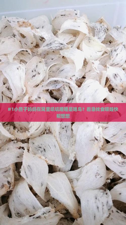 小燕子在燕窝里叫什么鸟
