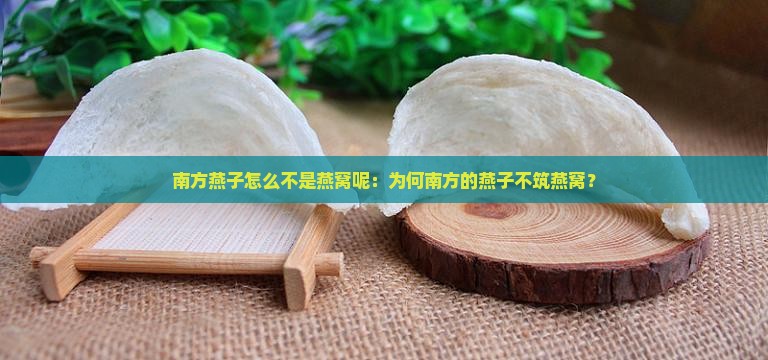 南方燕子怎么不是燕窝呢