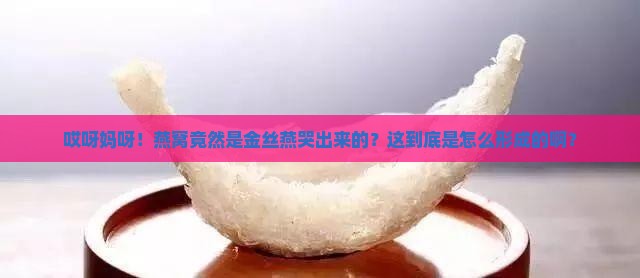 燕窝是金丝燕怎么形成的