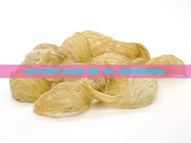 钦州中马燕窝厂怎么样啊