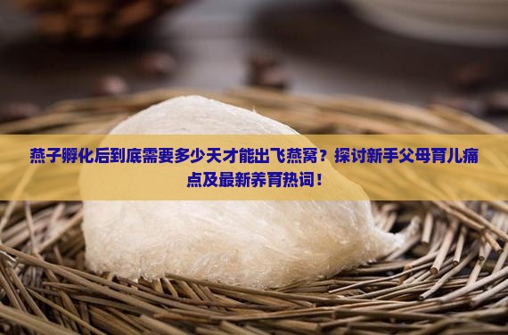 燕子多少天会出飞燕窝呀