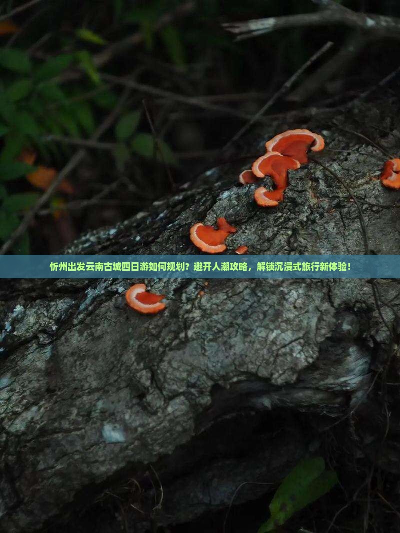 忻州出发云南古城四日游如何规划？避开人潮攻略，解锁沉浸式旅行新体验！