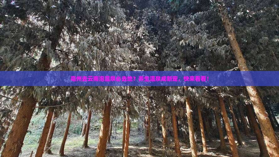 亳州去云南泡温泉必去地？养生温泉成新宠，快来看看！