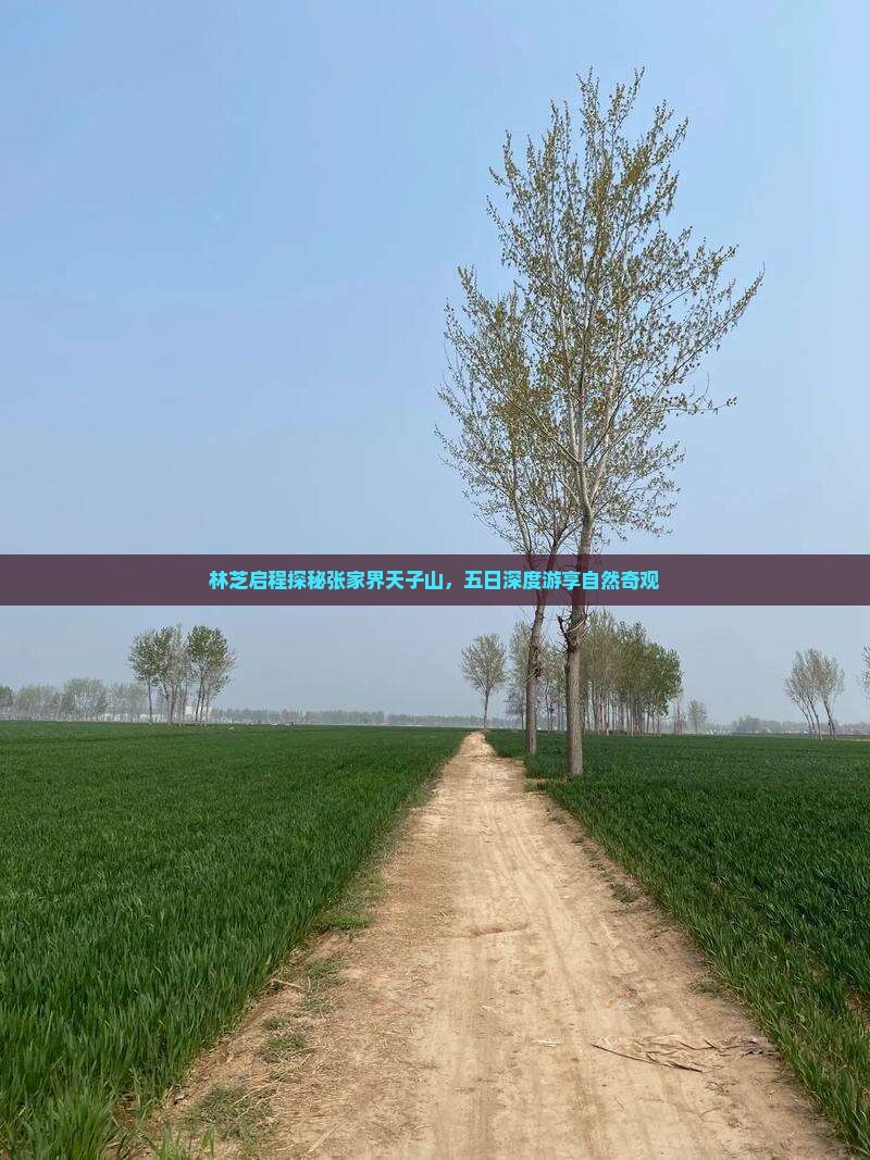 林芝启程探秘张家界天子山，五日深度游享自然奇观