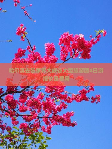 哈尔滨去张家界大峡谷大型旅游团4日游报价及费用