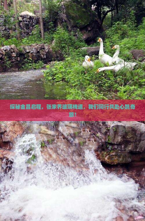 探秘金昌启程，张家界玻璃栈道，我们同行共赴心跳奇旅！