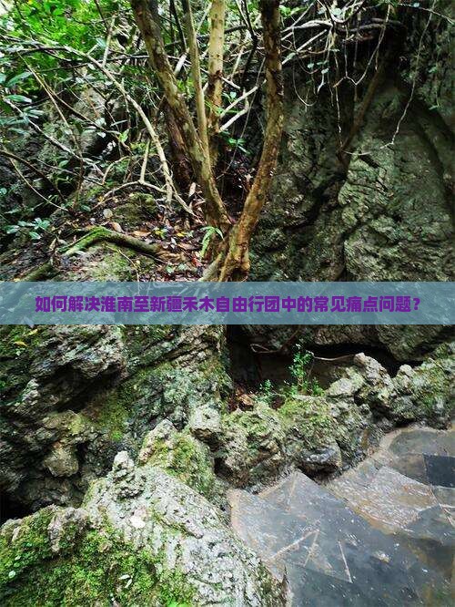 如何解决淮南至新疆禾木自由行团中的常见痛点问题？